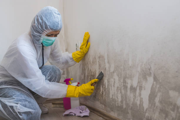 Best Attic Mold Removal  in Afton, MN