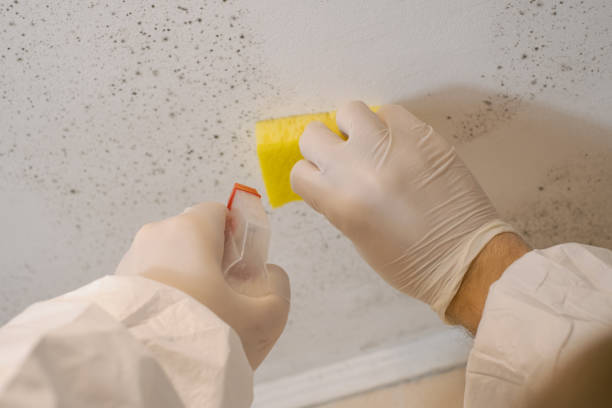 Best Mold Odor Removal Services  in Afton, MN
