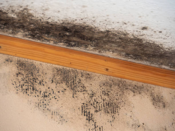 Mold Documentation for Insurance Claims in Afton, MN