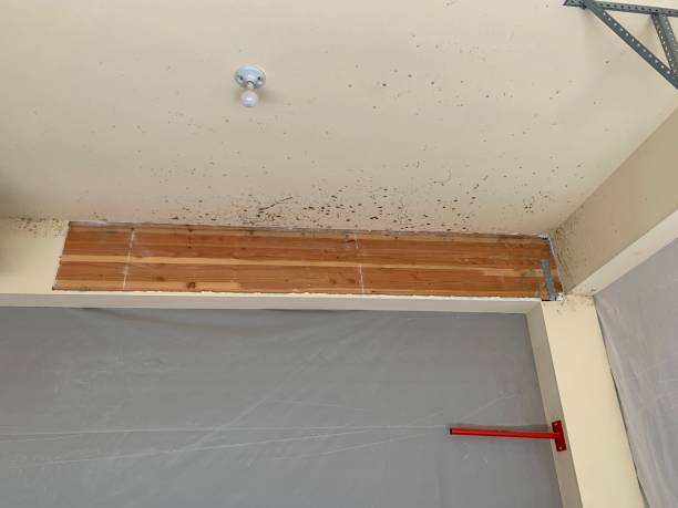 Afton, MN Mold Removal Company