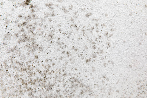 Best Industrial Mold Remediation  in Afton, MN